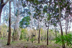 Angin Kencang dan Hujan Deras, Begini Kondisi Tanaman Sawit dan Karet Petani