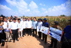 Wapres Panen Raya Jagung, Gubernur Herman Deru Tunjukkan Komitmen Sumsel Jadi Lumbung Pangan Nasional