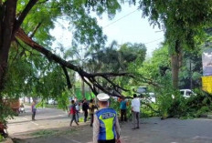 Pohon Tumbang di Jalan Soekarno-Hatta Sempat Sebabkan Macet Panjang