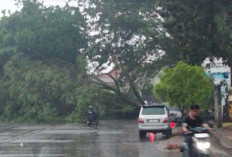 Hujan Deras Pohon Besar di Sekayu Tumbang, Arus Lalin Dialihkan 