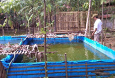 Langkah-Langkah Beternak Lele pada Kolam Terpal Agar Panen Melimpah  