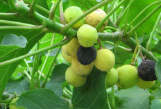 Menggali Potensi Jarak Pagar, Dari Obat Tradisional hingga Biodiesel Ramah Lingkungan