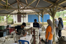 Awal 2026, Harga Karet di OKI Tembus Rp30 Ribu per Kilogram