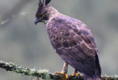 Mengenal Lebih Dekat Elang Jawa, Satwa Nasional yang Terancam Punah