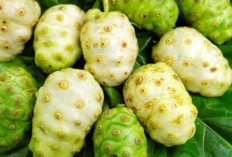 Buah Mengkudu: Keajaiban Tropis dari Bumi Sriwijaya untuk Kesehatan Optimal