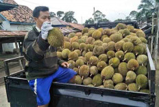 Ternyata Kecamatan Ini Penghasil Buah Durian Terbanyak di Kabupaten Muba