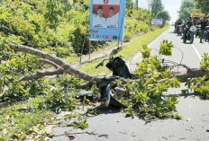 Tertimpa Pohon Tumbang, Begini Kondisi Sepeda Motor