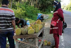 Musim Durian, Pedagang Musiman Mulai Buat Lapak Dipinggir Jalan 