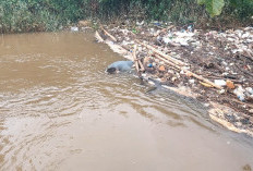 Warga Ngunang Geger, Mayat Pria Mengapung di Sungai Musi