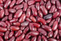 Kacang Merah: Si Kecil Kaya Nutrisi untuk Jantung Sehat dan Energi Optimal