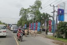  Sapi Berkeliaran di Jalintim Ogan Ilir Resahkan Pengendara