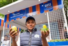 Diberdayakan BRI, Petani Mangga Bondowoso Mampu Perluas Lahan dan Tingkatkan Taraf Hidup