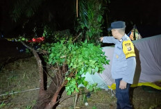 Pohon Akasia Tumbang Timpa Tenda Pramuka, Pelajar SMA di Musi Rawas Tewas