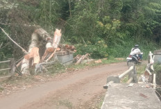 Halangi Jalan, Pohon Tumbang Timpa Pembatas Jembatan 