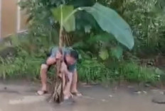 Protes Kerusakan Tak Kunjung Diperbaiki, Ketua KPU Lubuk Linggau Tanam Pohon Pisang di Jalan Rusak