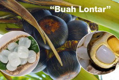 Tahukah Anda dengan Buah Lontar? Kenali Manfaat dan Keunikan Buah Eksotis Ini