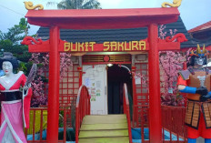 Bukit Sakura: Wisata Instagramable ala Jepang, Korea, dan Belanda di Bandar Lampung