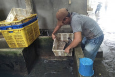  Permintaan Ikan Lele di Sanga Desa Naik 40 Persen, Harga Tetap Stabil