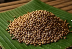 Ketumbar: Rempah Kecil dengan Manfaat Kesehatan yang Besar