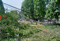 Puting Beliung Terjang Muara Enim, Pohon Tumbang hingga Rumah Warga Rusak