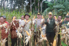 Pemkab Muba Bersama TNI–Polri Dukung Swasembada Pangan, Panen Raya Jagung Serentak Digelar di Lawang Wetan