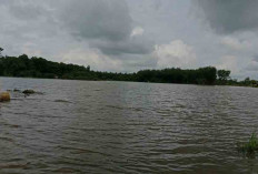 Sawah Warga Desa Jud I Sanga Desa Gagal Panen, Puluhan Hektar Terendam Banjir 