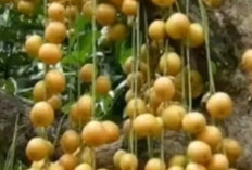 Buah Rambai: Si Kecil Asam Manis yang Kaya Gizi, Rahasia Sehat dari Hutan Tropis