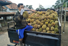 Panen Raya, Harga Durian di Sanga Desa Turun hingga Rp 20 Ribu per Buah