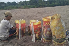 Aliran Sungai Musi Surut, Ternyata Menjadi Berkah Warga Sanga Desa Muba, Mencari Pasir untuk Dijual 