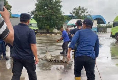 Buaya 2,5 Meter Ditangkap Satpol PP dan Damkar Banyuasin di Jalan Tanjung Api-Api