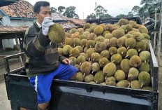 Buah Durian Mulai Musim, Tetapi Harganya Mulai Turun, Segini Harganya 