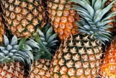 Keajaiban Fermentasi: Resep Probiotik Nanas yang Menyegarkan dan Menyehatkan Usus