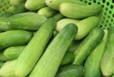 Timun: Kesegaran yang Menyimpan Beragam Manfaat Kesehatan