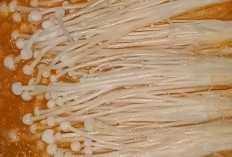 Jamur Enoki: Si Mungil Penuh Khasiat untuk Tubuh yang Sehat