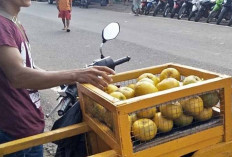 Buah Jeruk Gerga Asal Provinsi Bengkulu Tinggi Peminat di Muba 