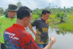 Terobosan Non-APBD: Akses Jalan Produksi di Sungai Lilin Dibuka, Dongkrak Produktivitas Perkebunan