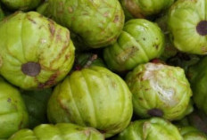 Buah Gelugur, Buah Langka dengan Khasiat Luar Biasa