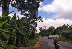 Cuaca Tidak Menentu Hambat Penyerbukan, Panen Durian di Sanga Desa Diprediksi Menurun