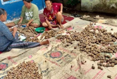 Penjualan Buah Pinang di Sanga Desa Meningkat, Harga Capai Rp 2.500 per Kilogram