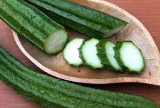 Oyong: Si Sayur Segar yang Kaya Manfaat untuk Kesehatan Tubuh