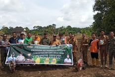 Desa Panai Bersama Forkopimcam Sanga Desa Tanam Jagung Program Ketahanan Pangan