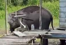 Gajah Liar Masuk ke Perkampungan Warga di Desa Simpang Tiga Sakti OKI, Segini Jumlahnya 