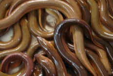 Belut, Si Licin Kaya Nutrisi: Manfaat Tak Terduga untuk Kesehatan Jantung dan Otak serta  Kekuatan Tulang