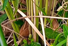 Lebih dari Sekadar Pengusir Nyamuk: Menggali Manfaat Kesehatan Serai Gajah yang Tersembunyi