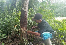 Petani Karet di Sanga Desa Murung, Hasil Produksi Getah Karet Menurun 
