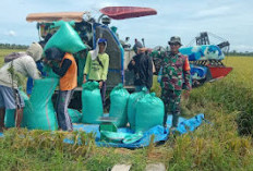 Babinsa Sigap Tingkatkan Ketahanan Pangan di Wilayah Binaan, Bantu Langsung Petani