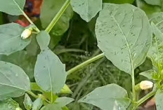 Manfaat Buah Ciplukan: Dari Antioksidan Kuat hingga Perlindungan Hati