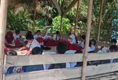 Viral! Siswa SDN 25 Tungkal Ilir Belajar di Pondok Darurat, Warga Bangun Kelas Secara Swadaya