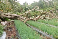 Warga Diminta Waspadai Pohon Rawan Tumbang