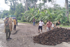 Camat Sanga Desa Pimpin Perbaikan Jalan Lintas Sekayu–Lubuklinggau
